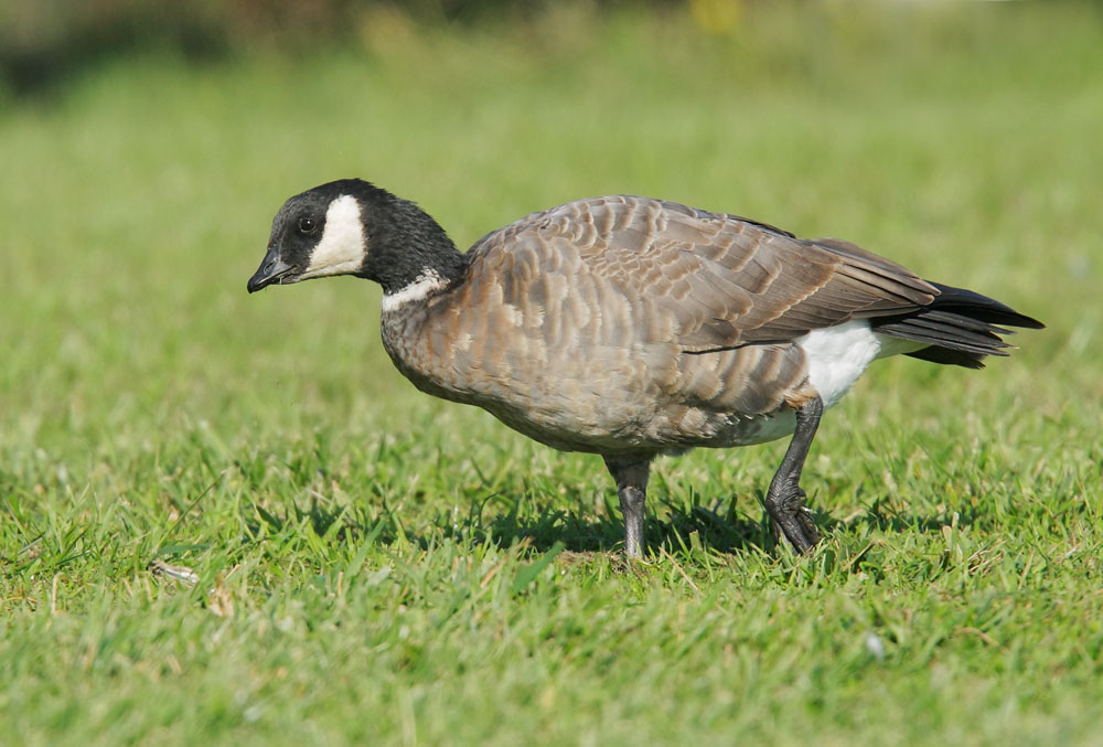 Cackling Goose,&nbsp; Aleutian, 11/23/08, Shoreline Park, Mountain View