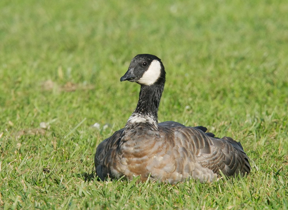 Cackling Goose, Aleutian, 11/23/08, Shoreline Park, Mountain View