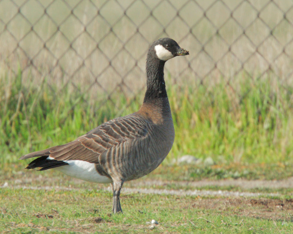 Cackling Goose, minima, 1/17/09, Byxbee Park, Palo Alto