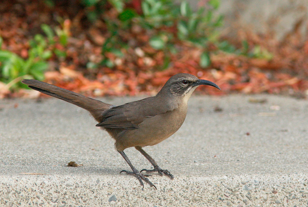 California Thrasher, 11/13/05, my neighborhood, Stanford campus