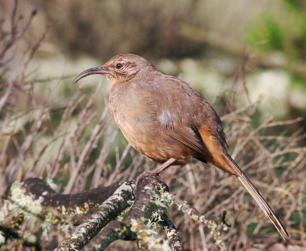 California Thrasher, 3/4/06, Arastradero Preserve