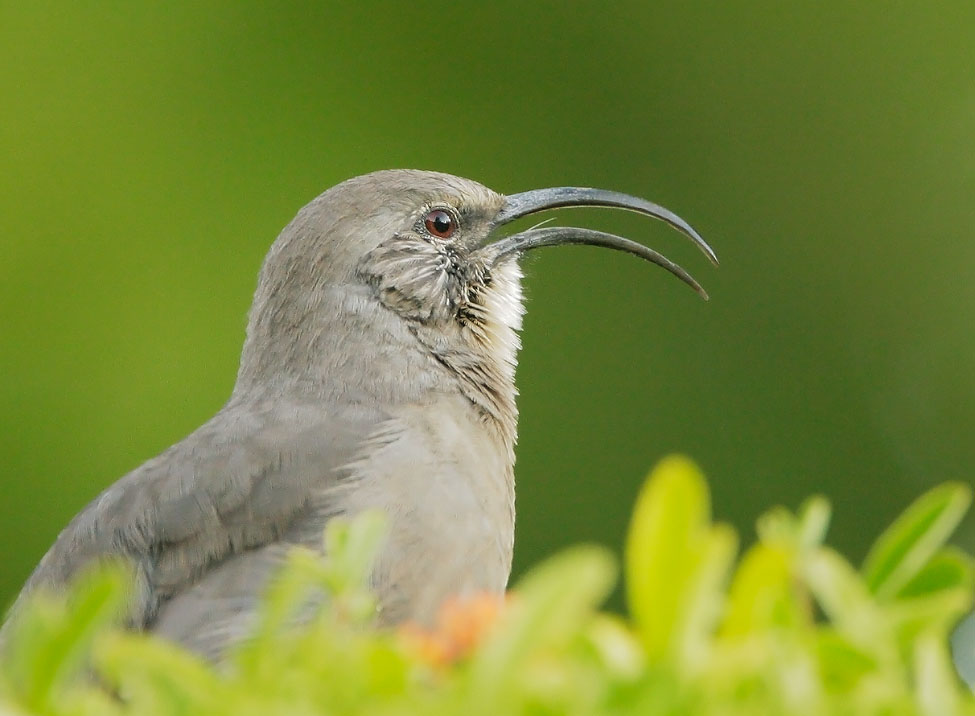California Thrasher, singing, 9/24/07, Stanford campus