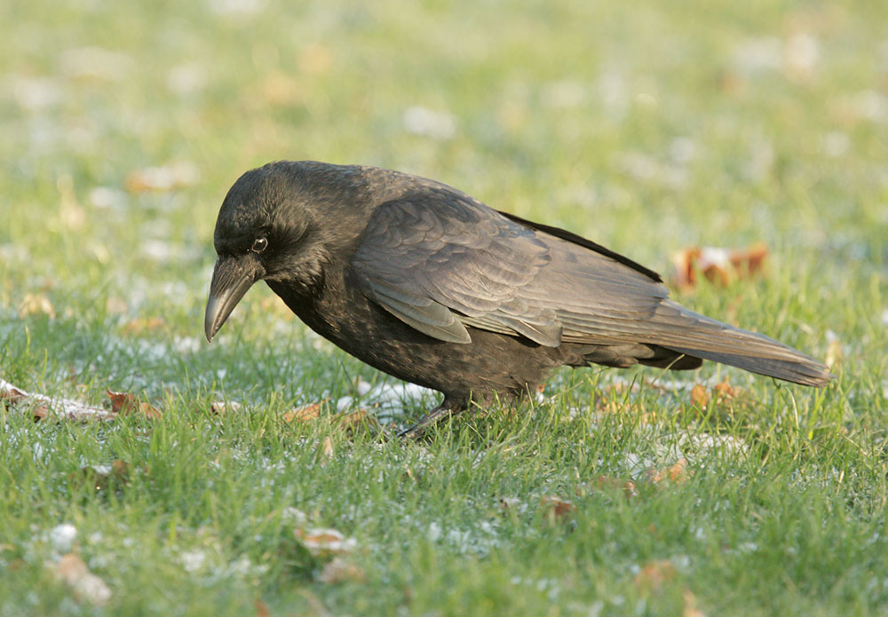 Carrion Crow, 12/19/09, Clissold Park, London, UK
