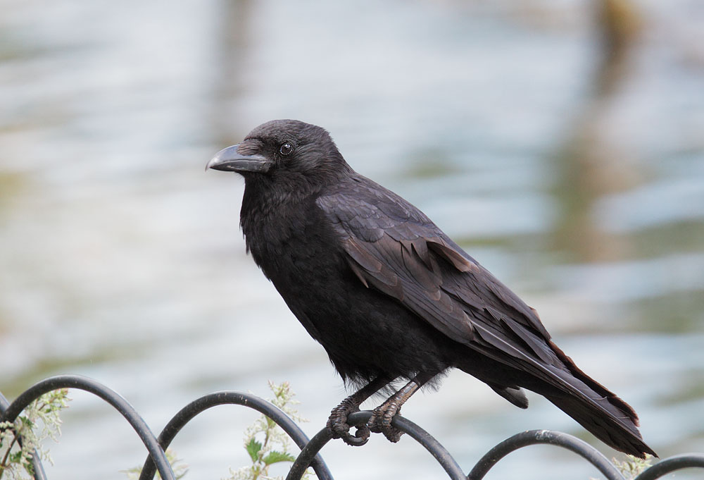 Carrion Crow, 5/8/11, Regent's Park, London