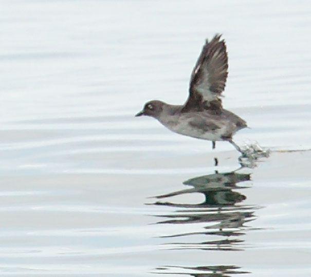 Cassin's Auklet