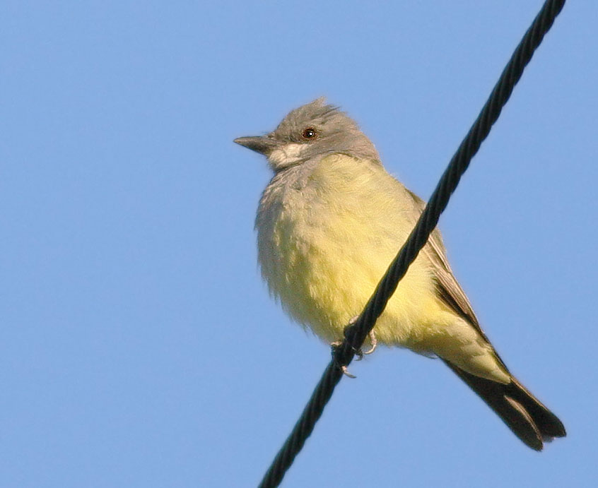 Cassin's Kingbird