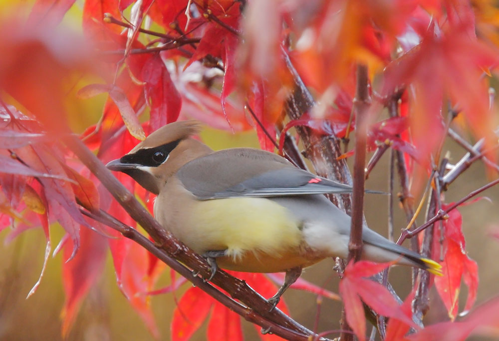Cedar Waxwing