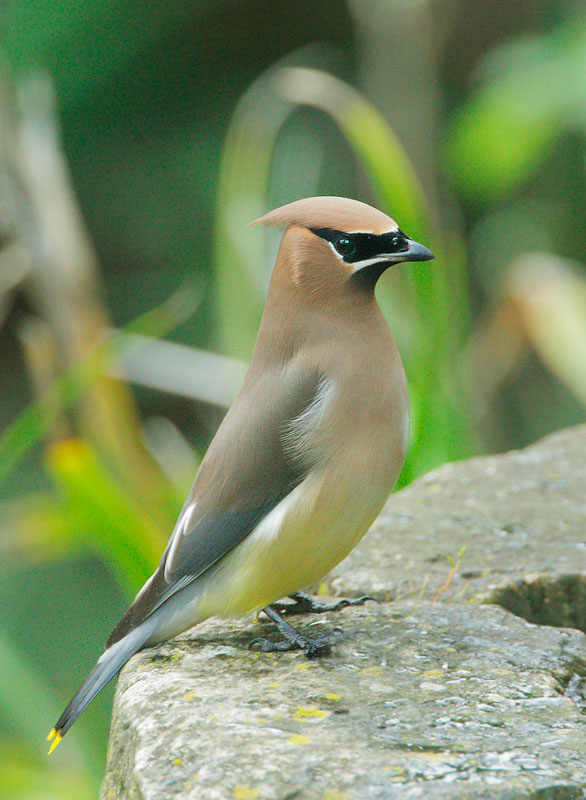 Cedar Waxwing