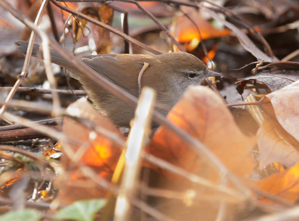 Cetti's Warbler, 12/25/09, Clissold Park, London, UK