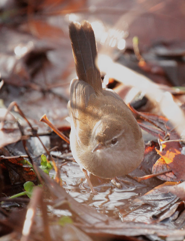 Cetti's Warbler, 12/25/09, Clissold Park, London, UK