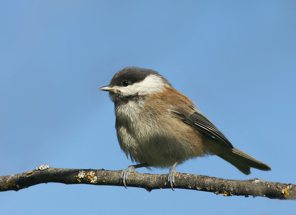 Chestnut-backed Chickadee, 5/11/04, Frenchman's Park, Stanford campus