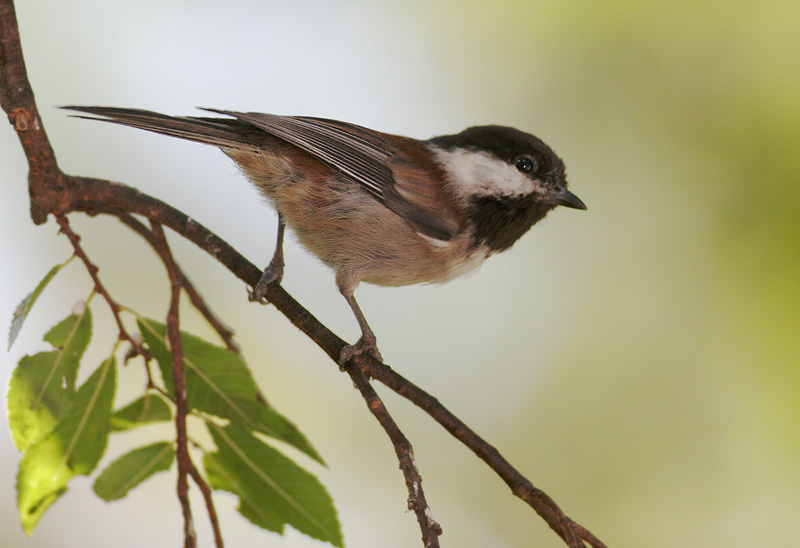 Chestnut-backed Chickadee, 8/31/06, my back yard, Stanford campus