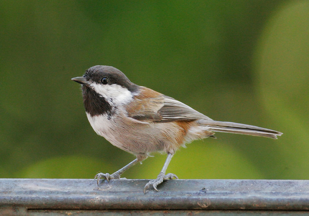 Chestnut-backed Chickadee, 9/2/07, my yard, Stanford campus