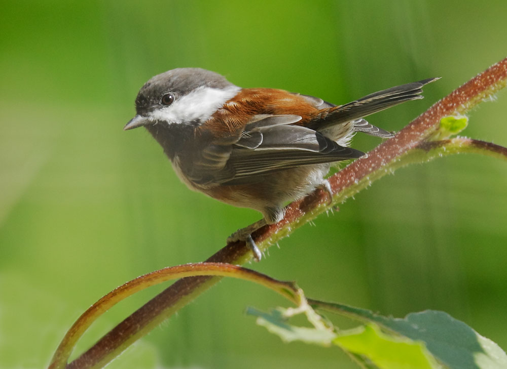 Chestnut-backed Chickadee, 9/3/08, Russian River, Healdsburg, Sonoma Co