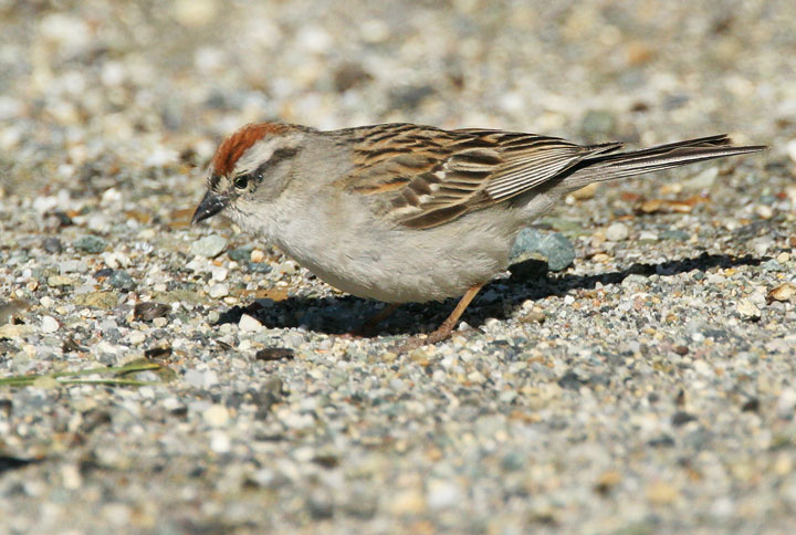 Chipping Sparrow,&nbsp; 6/19/05, Yuba Pass summit, Sierra Co