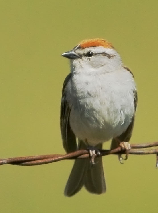 Chipping Sparrow, 6/11/08, Cemetery Road, Sierraville, Sierra Co