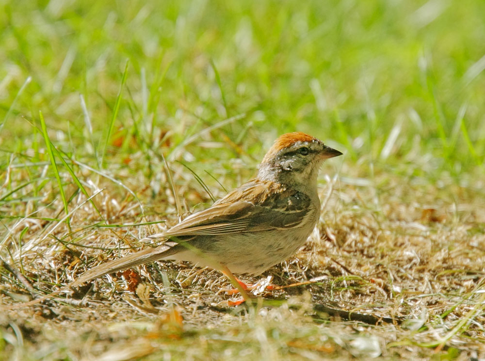 Chipping Sparrow, 8/14/08, Stratford, Ontario