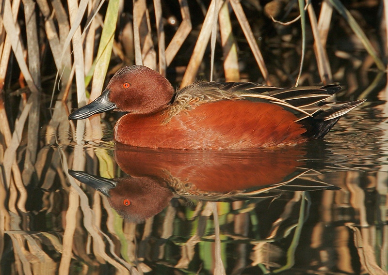 Cinnamon Teal, male, 11/30/06, Shoreline Park, Mountain View