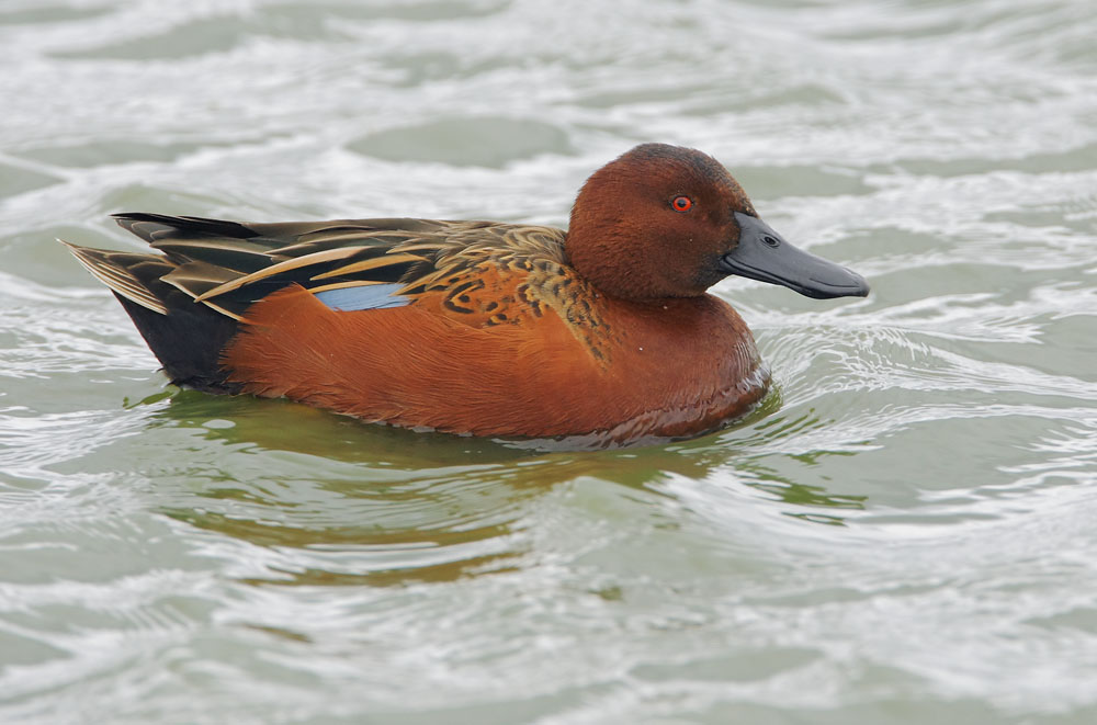 Cinnamon Teal, male, 11/3/08, Radio Road, Redwood Shores, San Mateo Co