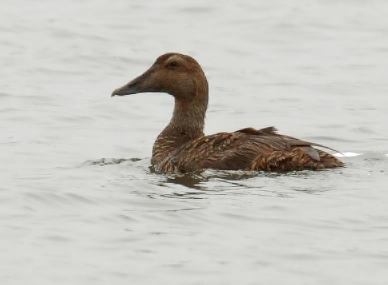 Common Eider, female, 7/15/10, Pine Point, Scarborough, ME