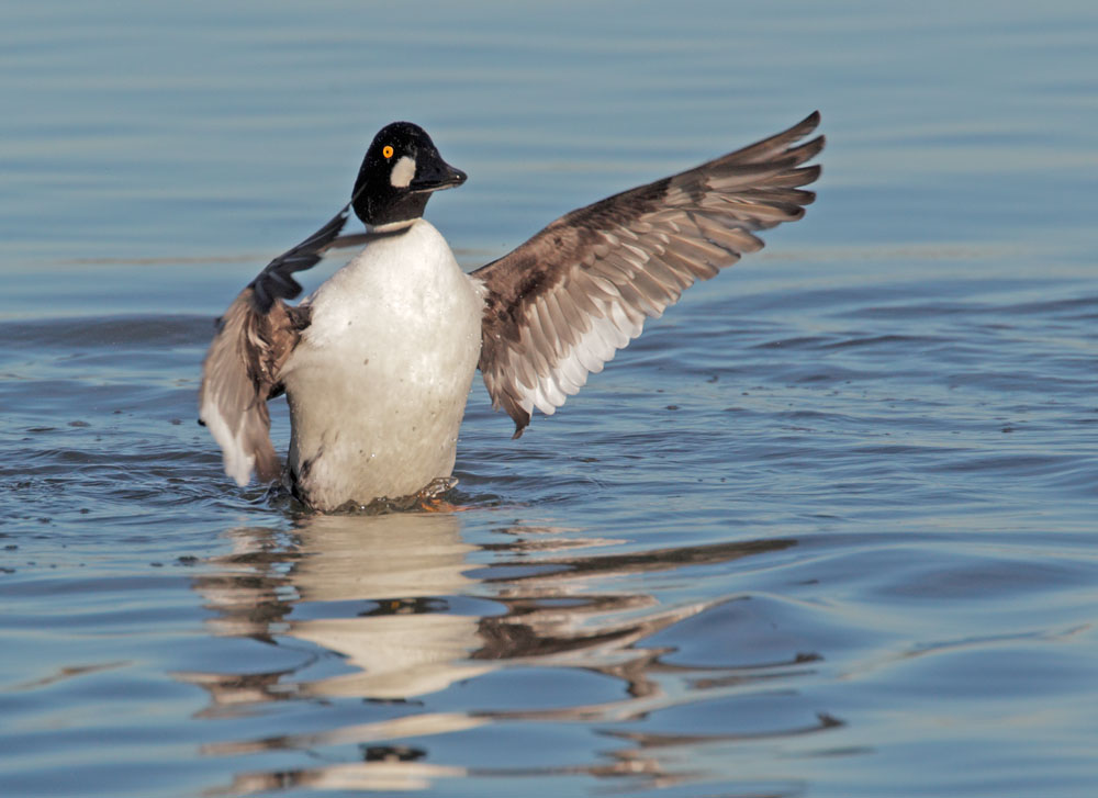 Common Goldeneye