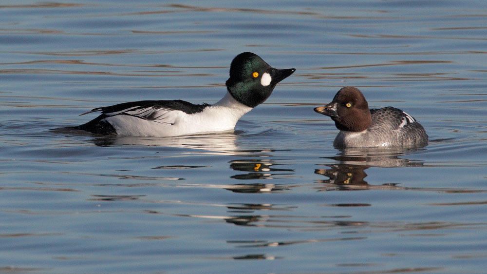 Common Goldeneye