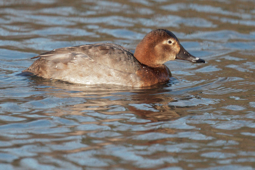 Common Pochard, female, 12/25/09, Clissold Park, London, UK