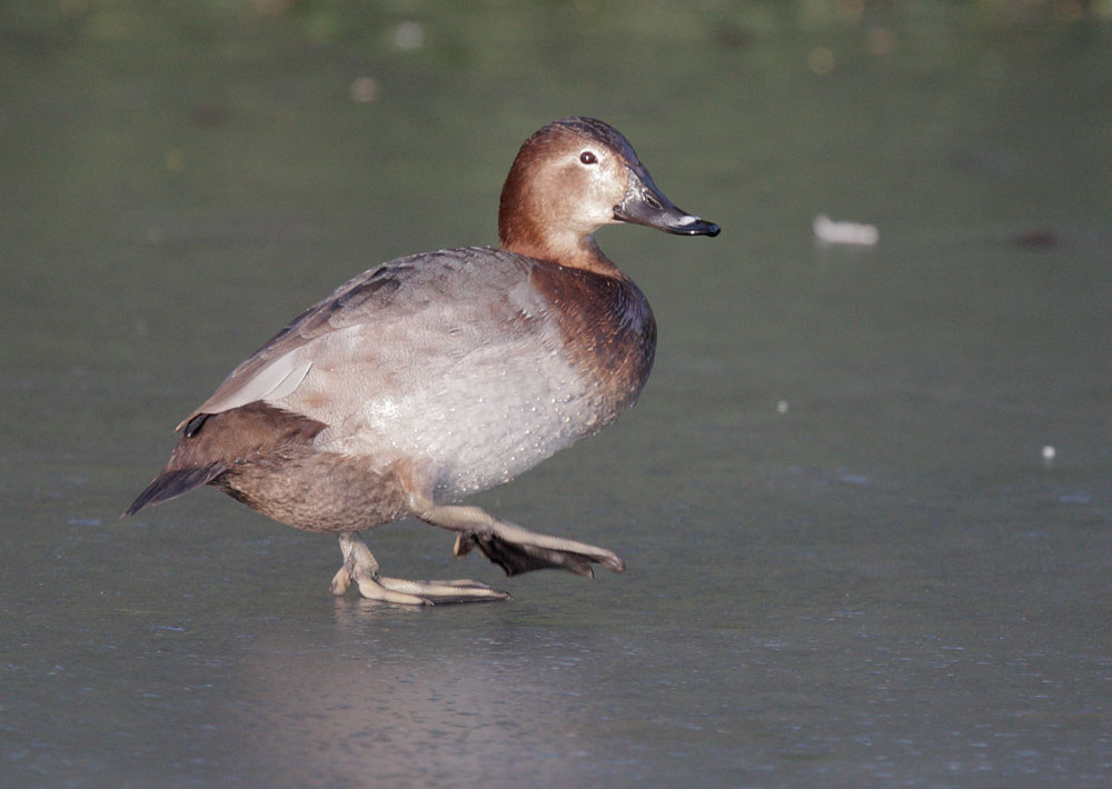 Common Pochard, female, 12/25/09, Clissold Park, London, UK