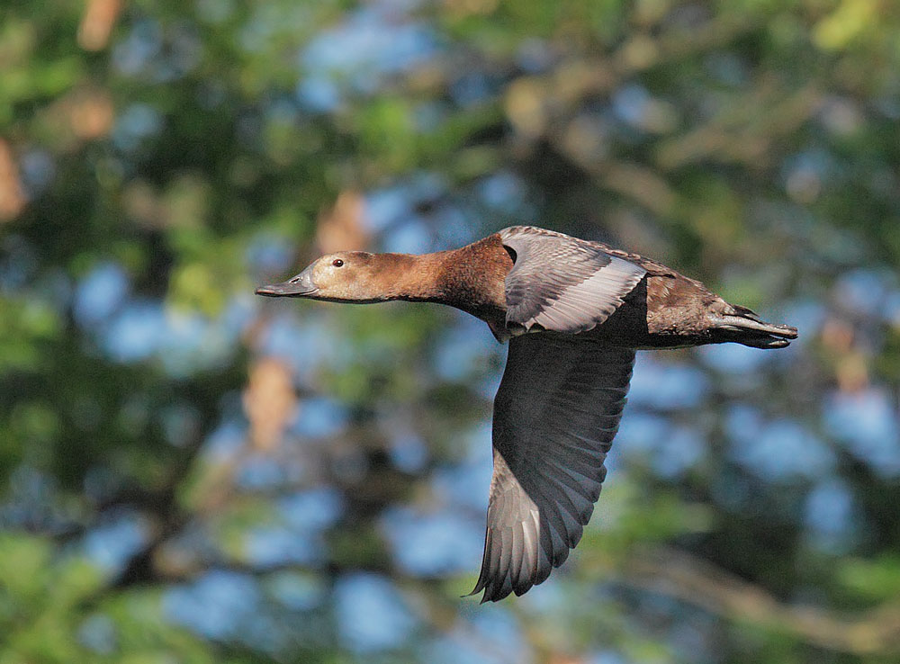 Common Pochard, female flying, 5/14/11, Regent's Park, London