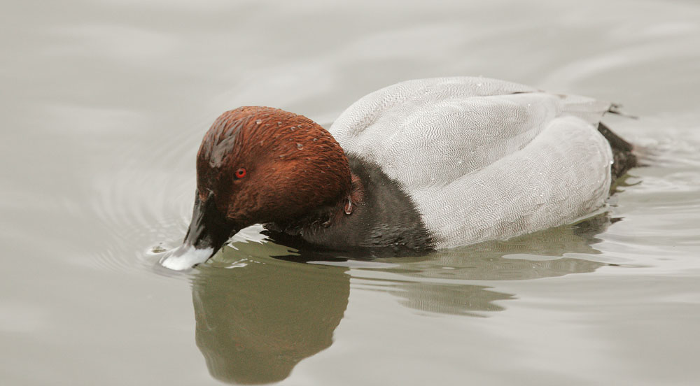 Common Pochard, male, 12/31/09, Clissold Park, London, UK