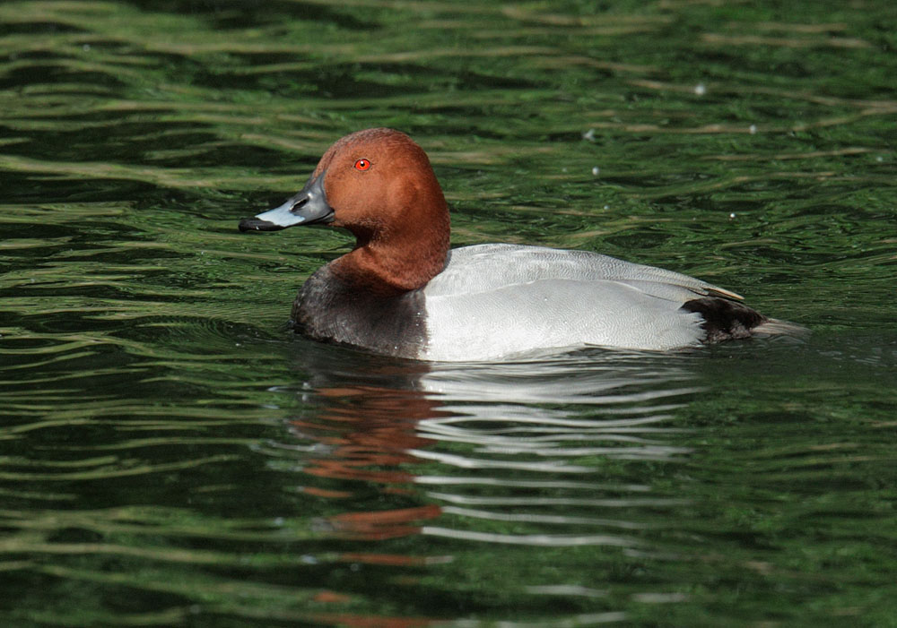 Common Pochard, male, 5/9/11, Regent's Park, London