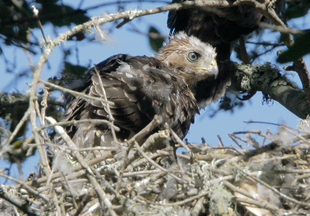 Cooper's Hawk, nestling, 6/21/07, Arastradero Preserve