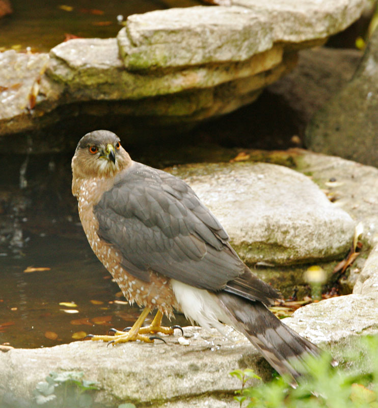 Cooper's Hawk, 12/3/07, back yard, Stanford campus