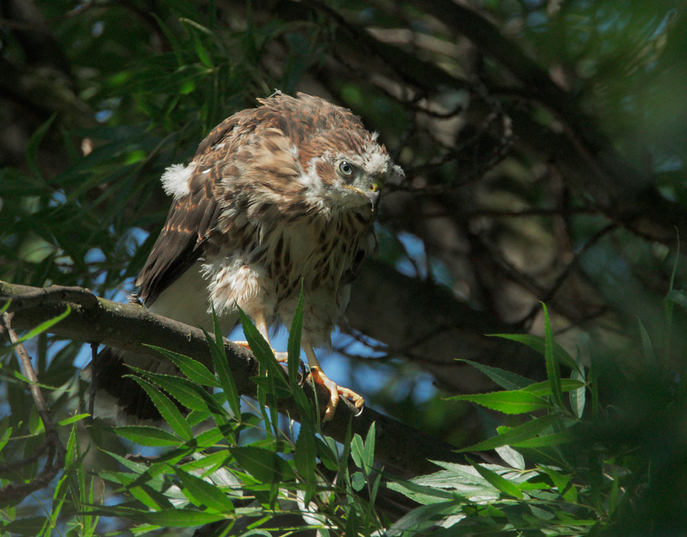 Cooper's Hawk, nestling, 6/18/09, Cupertino