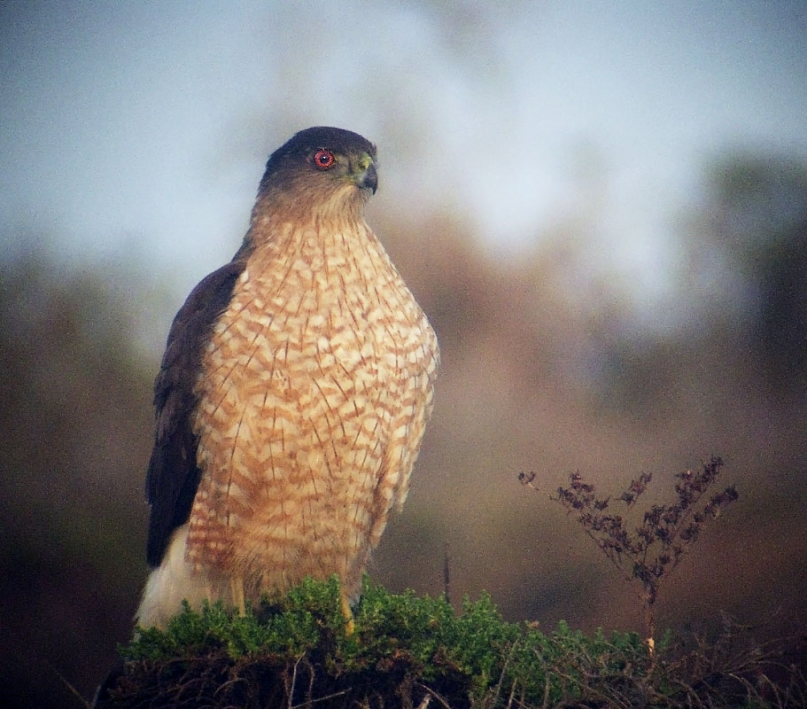 Cooper's Hawk, 1/12/03, Monterey Dunes Colony