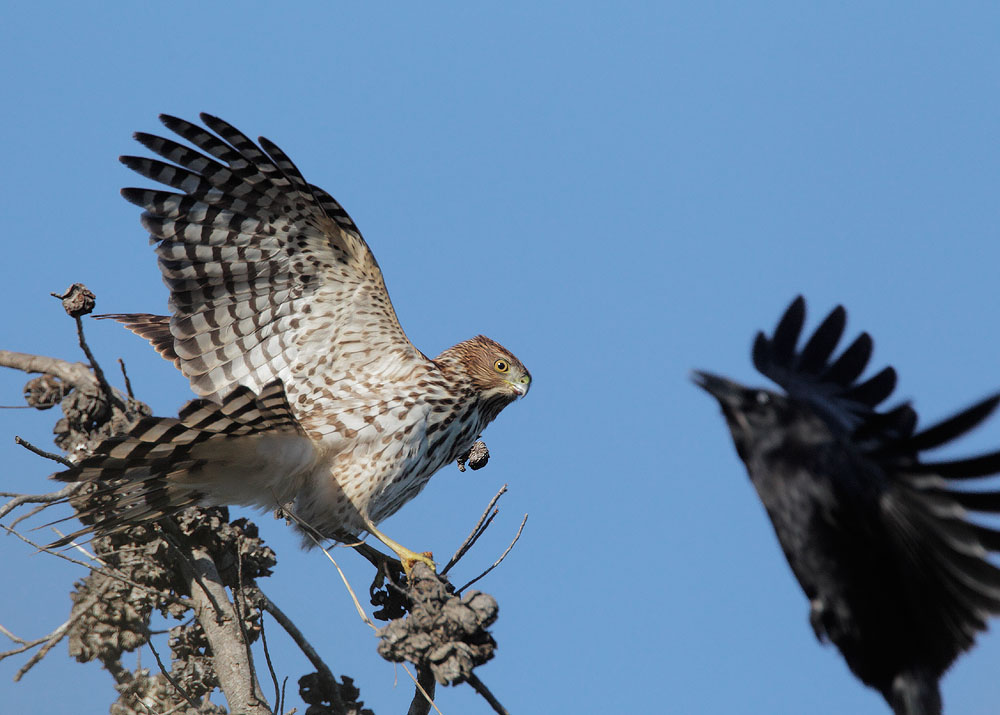 Cooper's Hawk, juvenile, with American Crow, 11/29/10, Shoreline Park, Mountain View