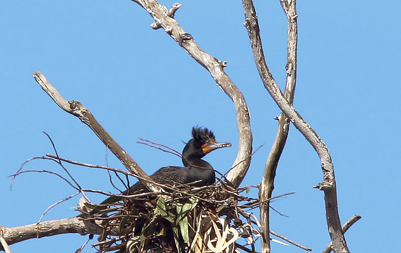 Double-crested Cormorant