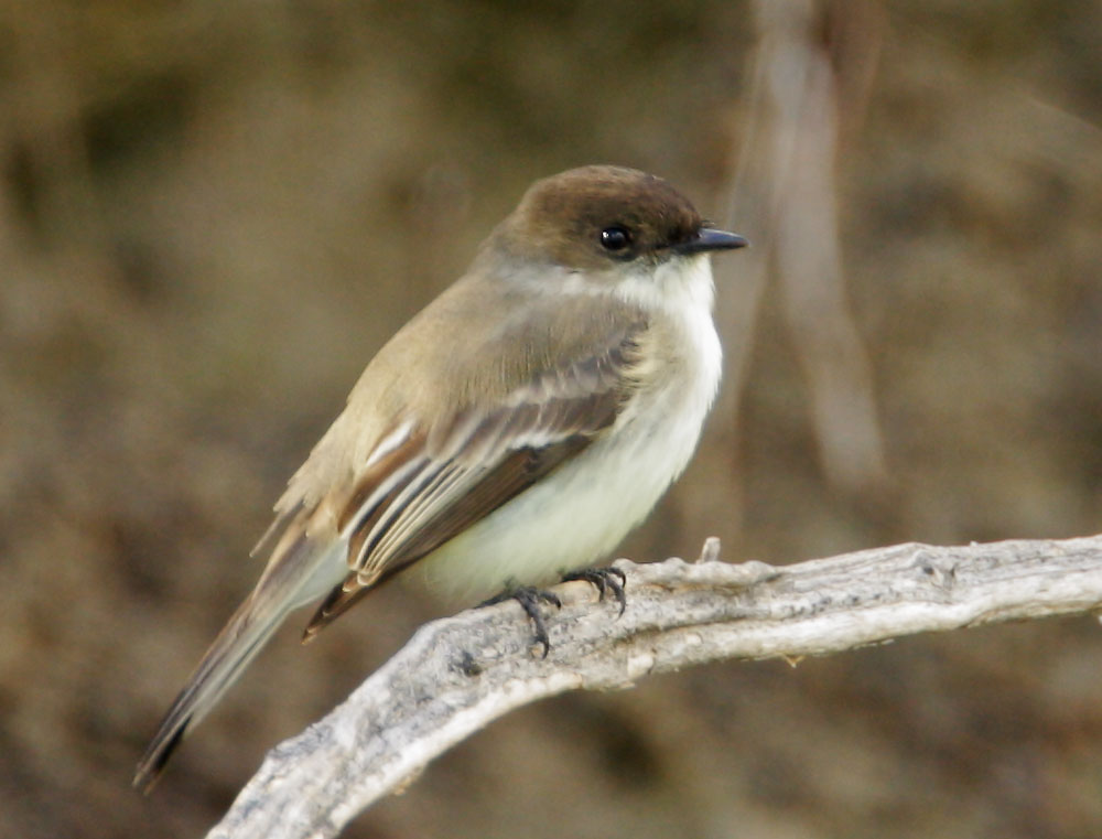 Eastern Phoebe