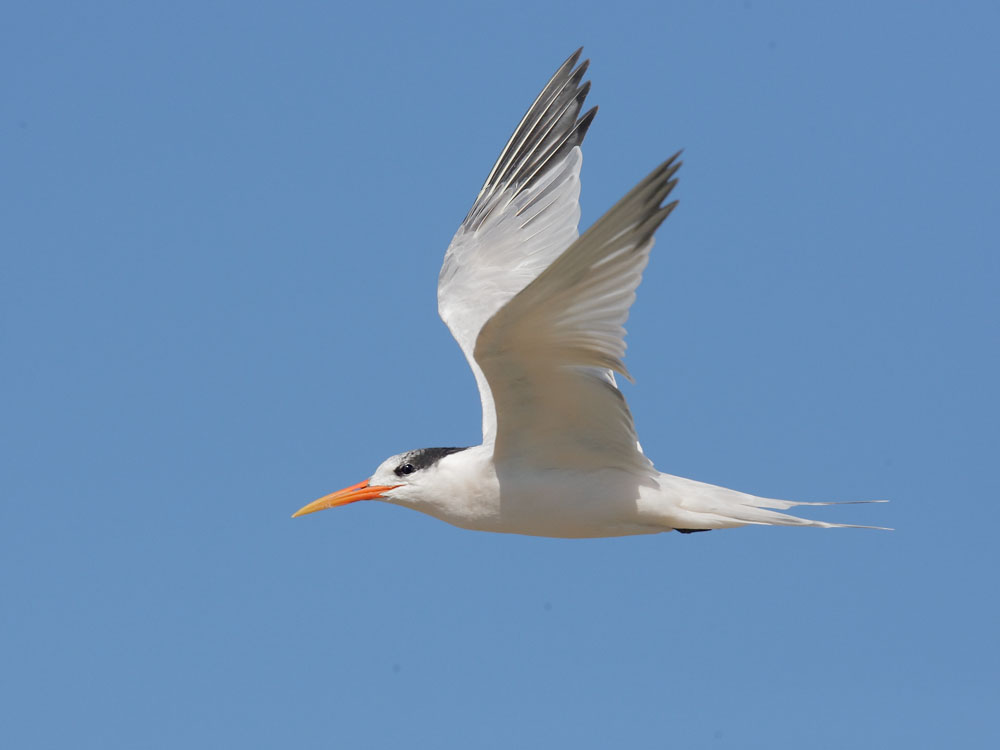 Elegant Tern, 9/26/08, Jetty Road, Moss Landing, Monterey Co