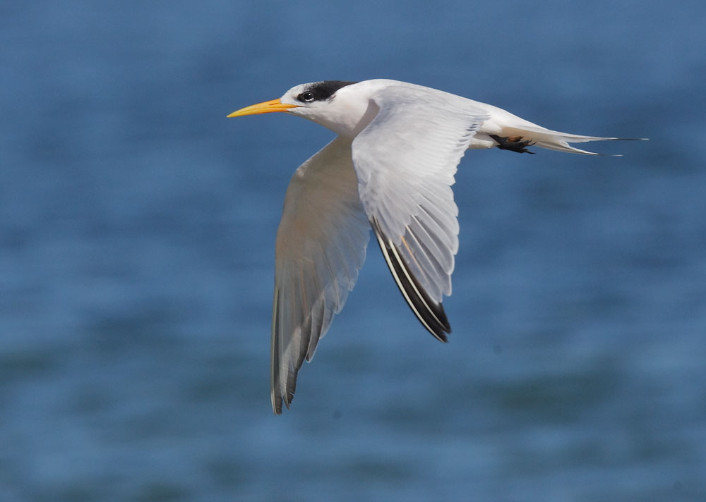 Elegant Tern, 9/26/08, Jetty Road, Moss Landing, Monterey Co