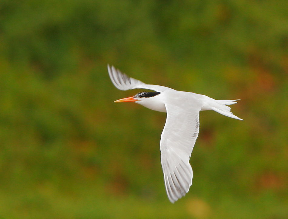 Elegant Tern, 7/14/07, Moss Landing, Monterey Co
