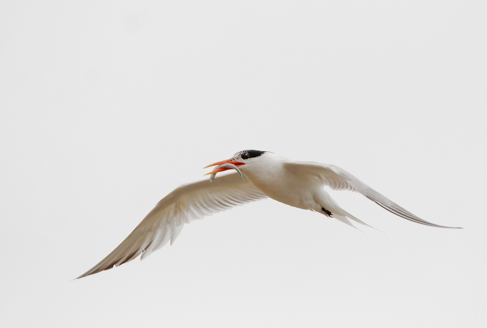 Elegant Tern, 7/14/07, Moss Landing, Monterey Co