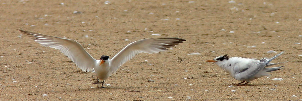 Elegant Terns, Adult and Juvenile, 7/31/04, Salinas State Beach, Monterey Co