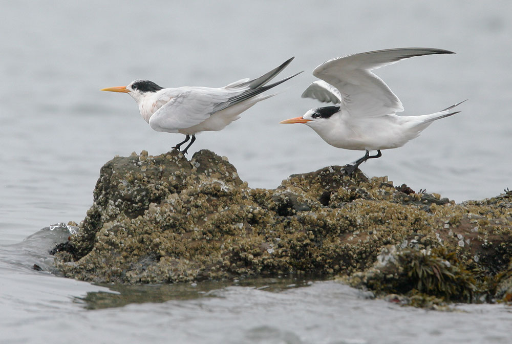 Elegant Terns, 9/11/07, Pillar Point, San Mateo Co