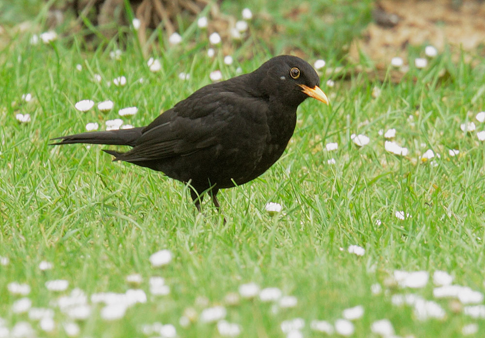 Eurasian Blackbird, male, 5/6/11, Regent's Park, London