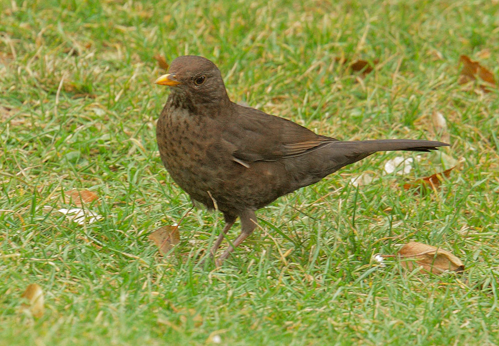 Eurasian Blackbird, female, 5/6/11, Regent's Park, London