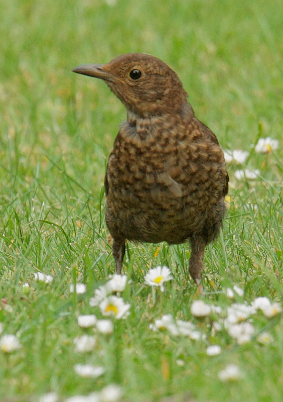 Eurasian Blackbird, juvenile, 5/6/11, Regent's Park, London