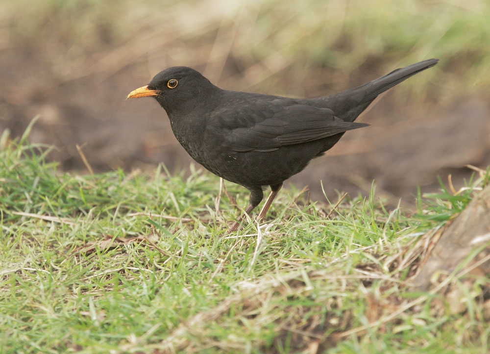 Eurasian Blackbird, male, 12/26/09, Clissold Park, London, UK