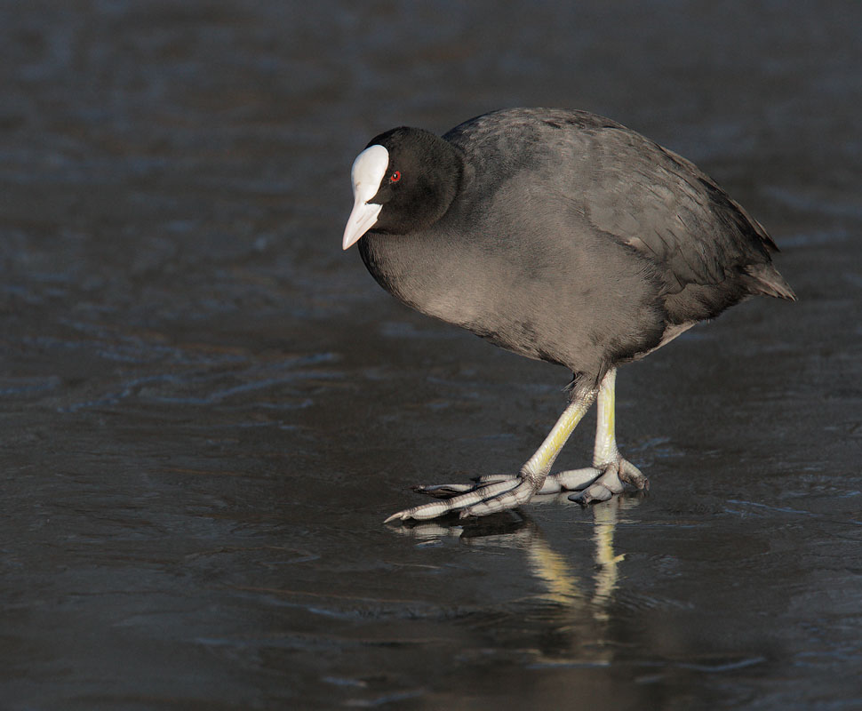 Eurasian Coot, 12/19/09, Clissold Park, London, UK