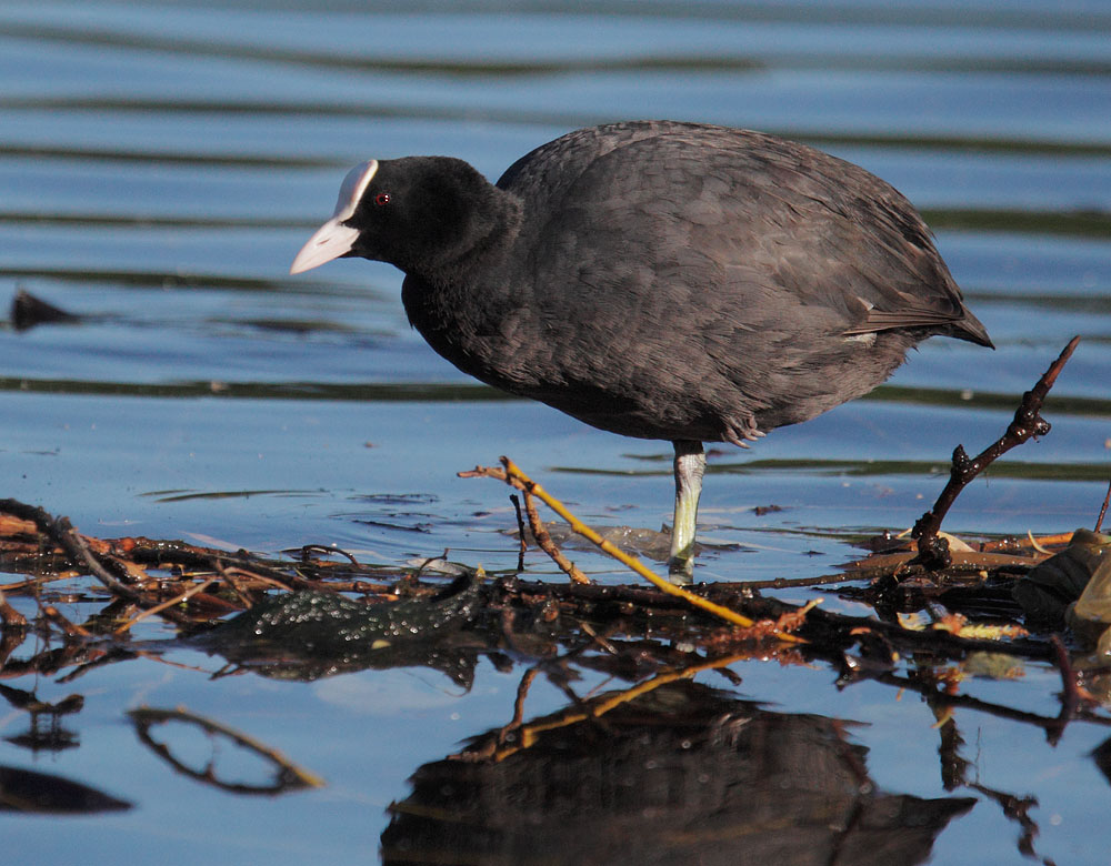 Eurasian Coot, building nest, 5/14/11, Regent's Park, London